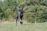DOGUE ALLEMAND 022